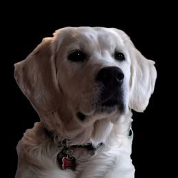 Rilee - Golden Retriever