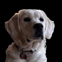 Rilee - Golden Retriever