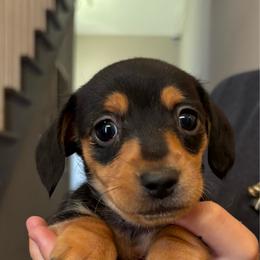 Max - Black and tan male Dachshund puppy in Colonial Heights, Virginia from Mimi’s Doxies