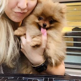 Pomeranian Puppies from Halo Poms