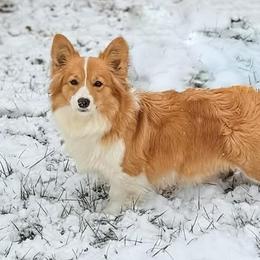 Buffy - Pembroke Welsh Corgi