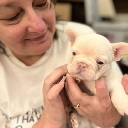 French Bulldog and Pembroke Welsh Corgi Puppies from The Grooming Barn LLC/ Wet Dog Ranch