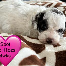 Spot - Brown female Poodle puppy in Mineral Wells, Texas from S.H.A.R.P.’s Toy Poodles