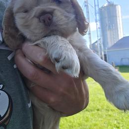 Sarah - Silver female Cocker Spaniel puppy in Platteville, Wisconsin from Elk Grove Cocker Spainels