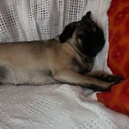 Bullmastiffs and French Bulldogs from Hidden Ridge Livestock