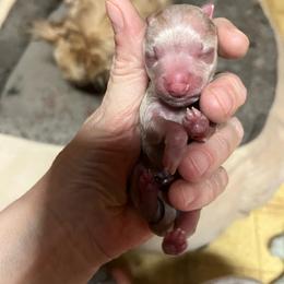 Boy 1 - Cream male Chihuahua puppy in Matensdale, Iowa from Tammy's Chihuahuas