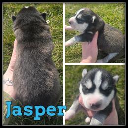 Jasper - Black and white male Siberian Husky puppy in Wheeler, Michigan from Haase Family Kennels