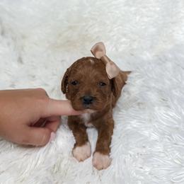 Pixie - Apricot female Cavapoo puppy in Reeds Spring, Missouri from As Good As Goldendoodles and more