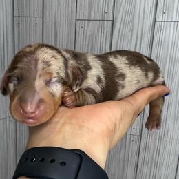 Chocolate Dapple - Dapple male Dachshund puppy in North Auburn, California from Northern Doxie