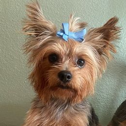 Yorkshire Terriers from Luzy Yorkies