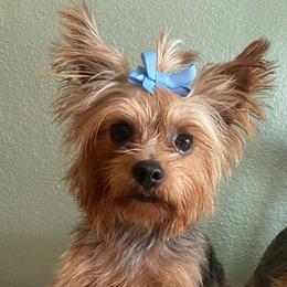Yorkshire Terriers from Luzy Yorkies