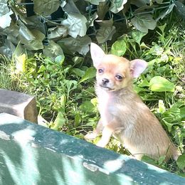 Sally - Fawn female Chihuahua puppy in Cass City, Michigan from Lil'Fevre Chihuahuas and PomFevre Pomeranians