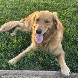 Golden Retriever All Grown Up from Sun Ridge Goldens