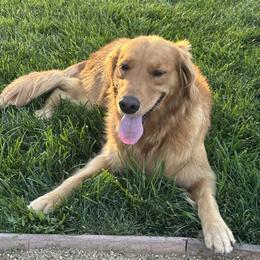 Golden Retriever All Grown Up from Sun Ridge Goldens