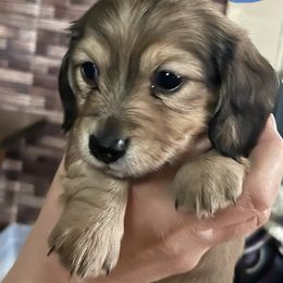 Boy 3 - Cream male Dachshund puppy in Townsend, Montana from Rocky Mountain Wieners