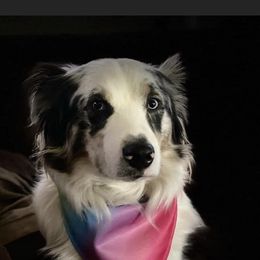 Dixie - Australian Shepherd