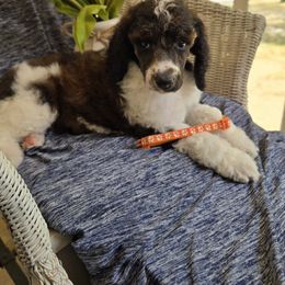 Orange - Parti female Poodle puppy in Bauxite, Arkansas from Mountain Ridge Poodles