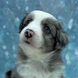 Australian Shepherds from Jolisa’s Aussies