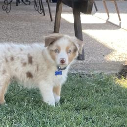 Boy 6 - Red merle Australian Shepherd puppy in Blum, Texas from 4P Poteet Farms