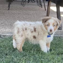 Boy 6 - Red merle Australian Shepherd puppy in Blum, Texas from 4P Poteet Farms