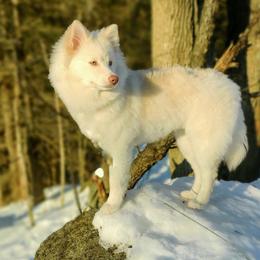 Nori - Pomsky