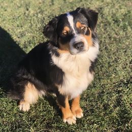 Australian Shepherds from BelleVue Australian shepherds