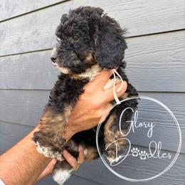 Light Pink - Tri-color female Bernedoodle puppy in Rockwall, Texas from Glory Doodles