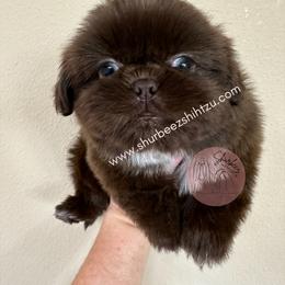 Shih Tzu Puppies from Shurbeez Shih Tzu