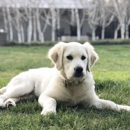 Golden Retriever Puppies from Sanctuary Ranch Goldens