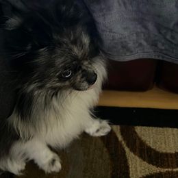 Pomeranians from The Moon & The Rose Micro-Homestead
