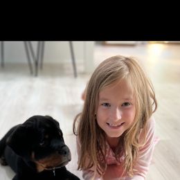 Coton de Tulear, Rottweiler, and Shih Tzu Puppies from Vom Hause Noble Rottweilers and Shih Tzu