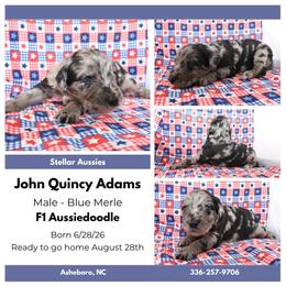 John Quincy Adams - Blue merle male Aussiedoodle puppy in Asheboro, North Carolina from Stellar Aussies
