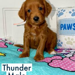 Thunder - Red  male Goldendoodle puppy in Beecher, Illinois from Erica’s Doodles