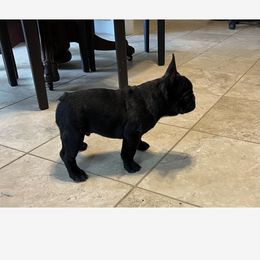 French Bulldog Puppies from Debbie Beck