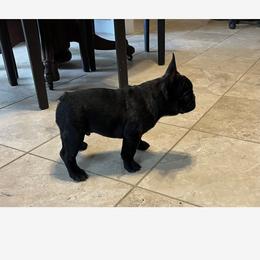 French Bulldog Puppies from Debbie Beck