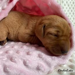 Labrador Retriever Puppies from Gochee Labs