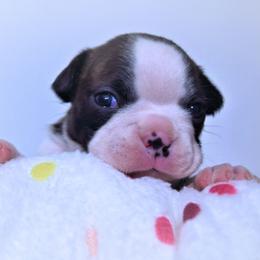 Baby Poppy - Black brindle and white female Boston Terrier puppy in Kingsport, Tennessee from Sleepwalker Bostons
