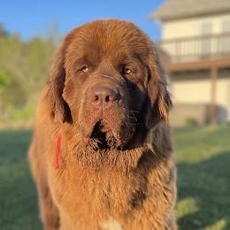 Newfoundlands, Saint Berdoodles, and Saint Bernards from Blue Heart Kennel