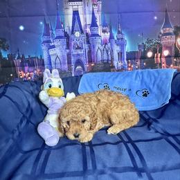 Daisy (purple collar) - Brown female Cavapoo puppy in Modesto, California from Molly n Friends