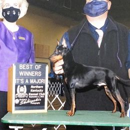 Ozzy - Manchester Terrier