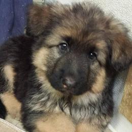 German Shepherd Puppies from Silver Knight Shepherds