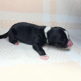 Benji - Black tri male Miniature Australian Shepherd puppy in Alabama from SBA Aussies
