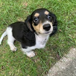 Dachshund Puppies from Michigan Rockin' Dachshunds