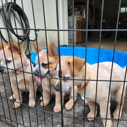 Australian Cattle Dog puppies from Kanku