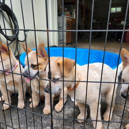 Australian Cattle Dog puppies from Kanku