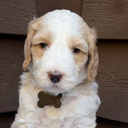 Mr Black - Cream male Australian Labradoodle puppy in Mount Gilead, North Carolina from Tillery Labradoodles