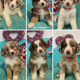 Miniature Australian Shepherd Puppies from AV Mini Aussies