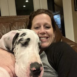 Great Dane Puppies from KD Sweet Southern Danes