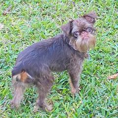 Baci - Brussels Griffon