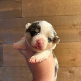 Izzy - Bluie Merle - Blue merle and white female American Corgi puppy in Anderson, California from Flying K Corgis
